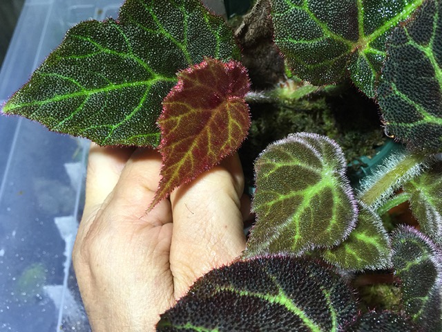 B. vallicola